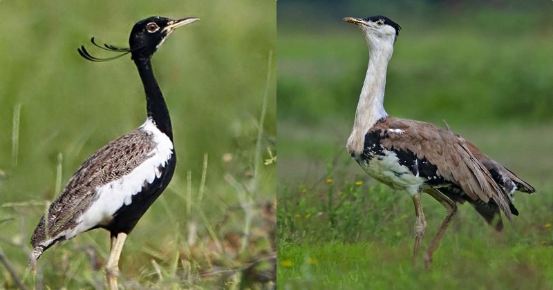 india-abu-dhabi-join-hands-to-save-two-endangered-birds-great-indian