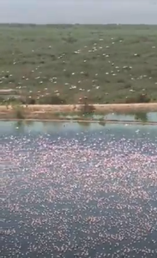 Watch: Flamingos Appear In Navi Mumbai, Residents Want The Area To Be