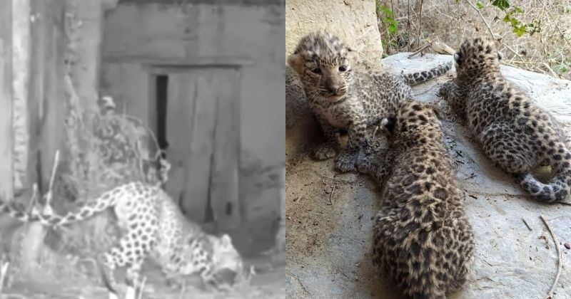 Rajasthan: Leopardess & Her Cubs Make Abandoned House Their Home ...