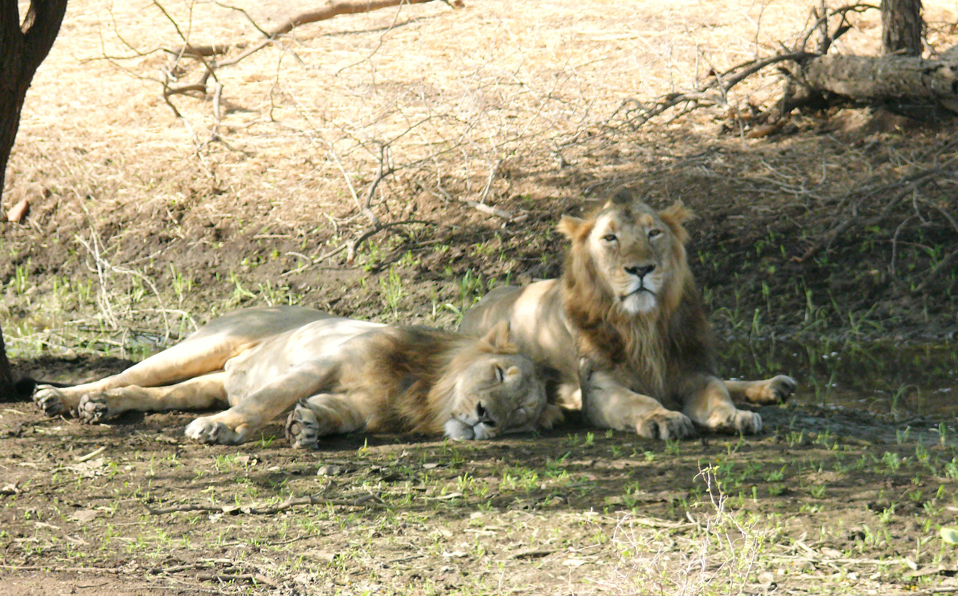 Why are India's lions increasingly swapping the jungle for the