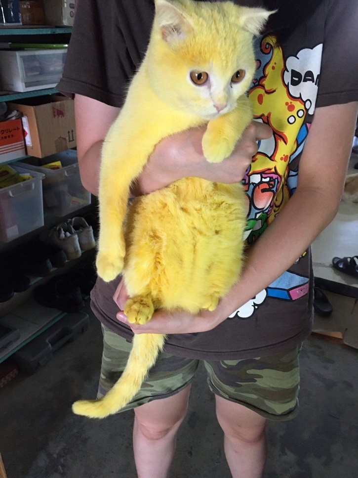 Owner Applies Haldi On Cat's Fur