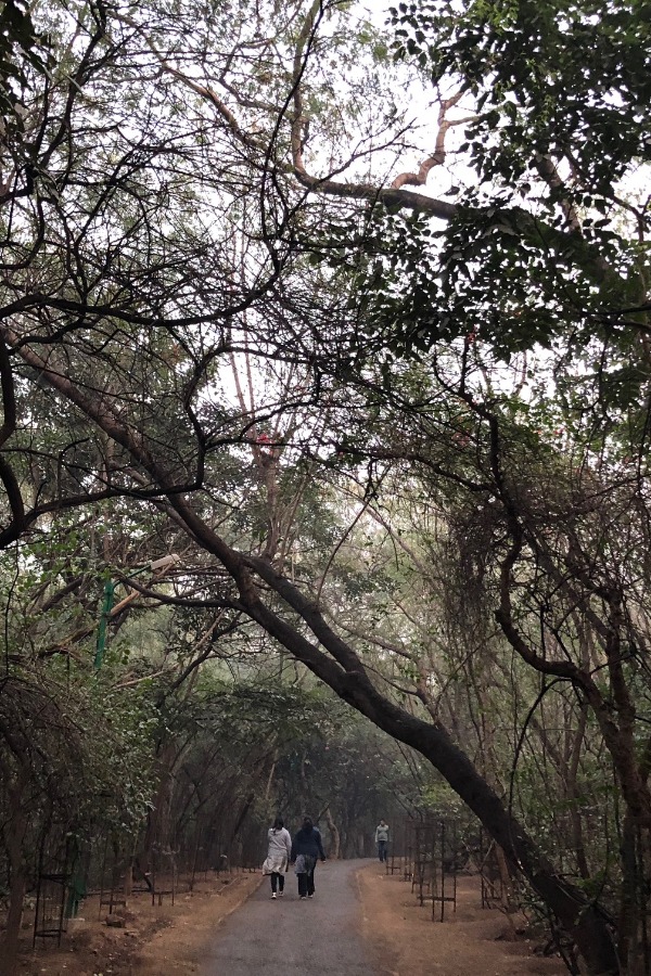 Good News For The Lungs - Four More Forests To Be Made In Delhi To Boost Green Cover Good News For The Lungs - Four More Forests To Be Made In Delhi To Boost Green Cover