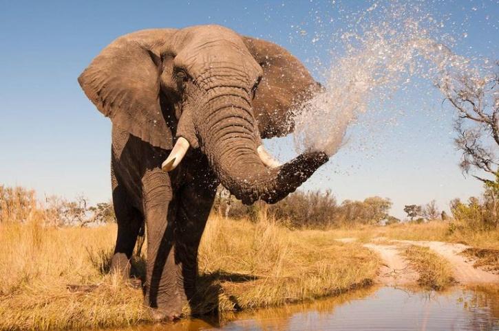 A 'Clean' Conscience: Elephant Picks Up Waste From Ground And Drops It ...