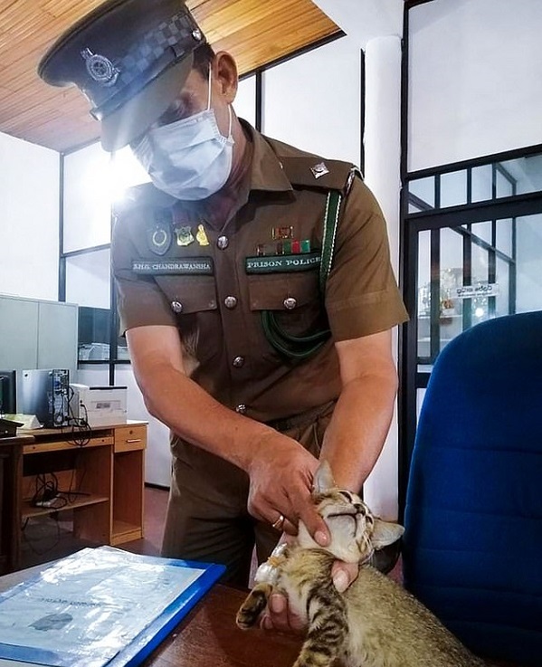 Cat That Smuggled Drugs Escapes From Prison