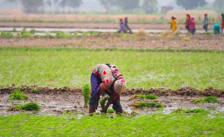 paddy field