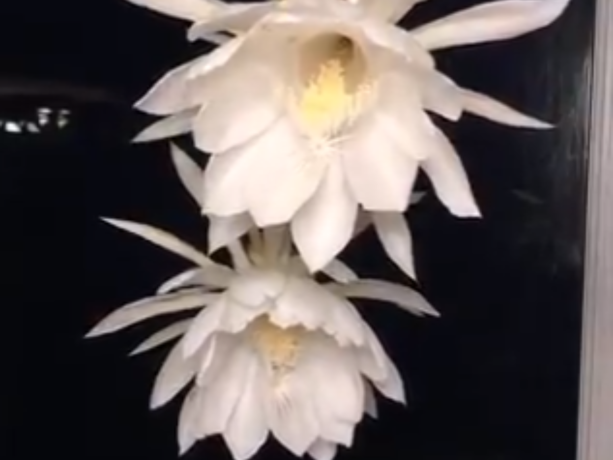 queen of the night flower perfume