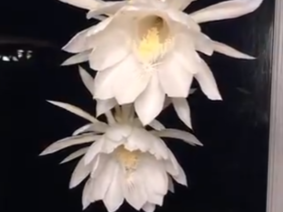 Queen Of The Night Flowers Blooming In A Time-Lapse Video