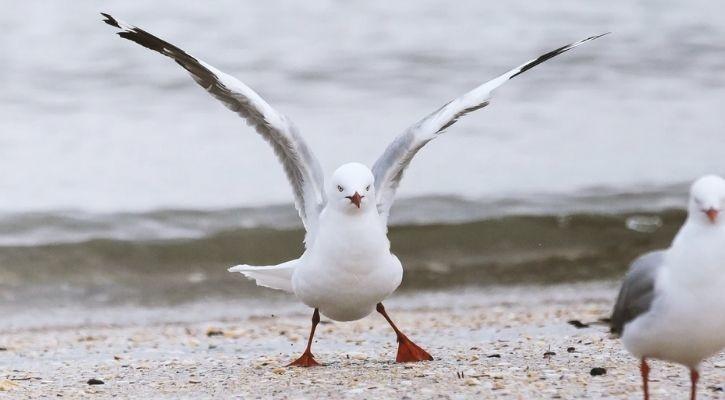 Seagull Is A Regular Customer: Walks Into Store And Steals Chips Like A ...