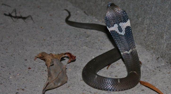 Indian cobra - Wikipedia