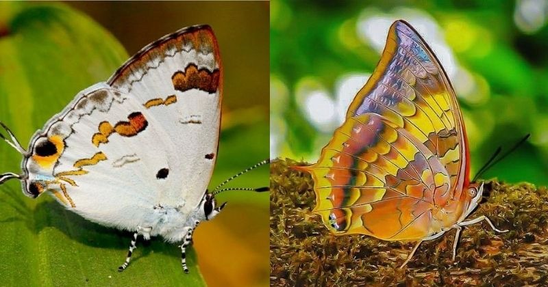 140 New Species Of Indian Butterflies Discovered In Matheran 7908