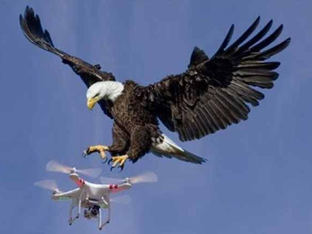 Bald Eagle Destroys Government Drone