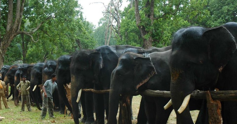 Elephants Serving In Madhya Pradesh's Kanha Forest Get Week-Long Vacation