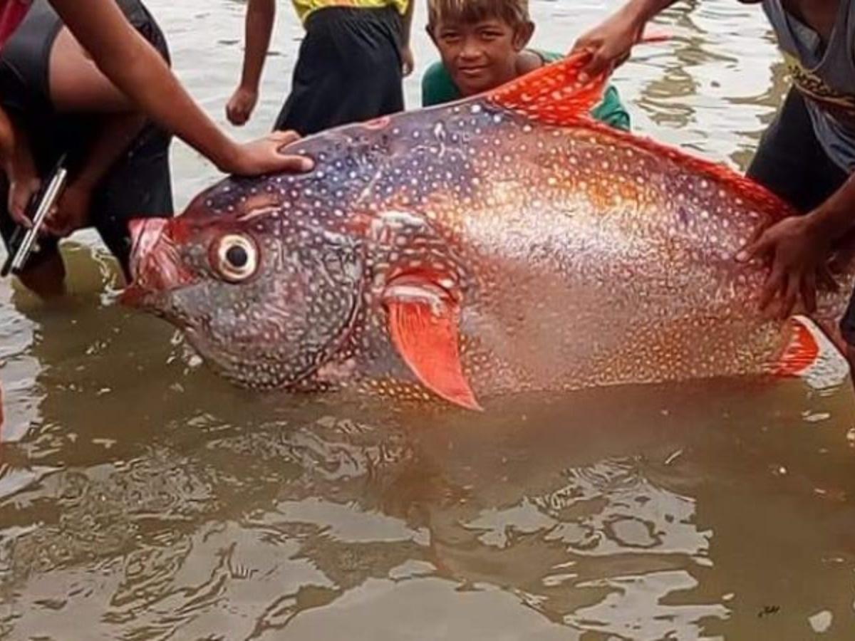 giant fish