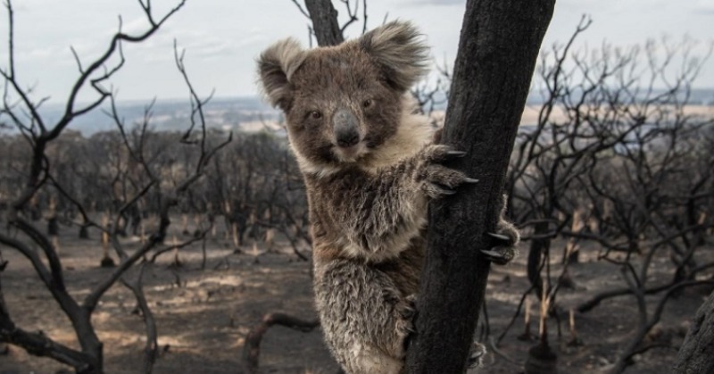 Koala Habitats That Survived Australia’s Bushfires Are Facing Threat