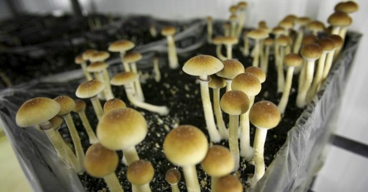 Magic Mushrooms The New Potential Cure To Depression: Yale Study