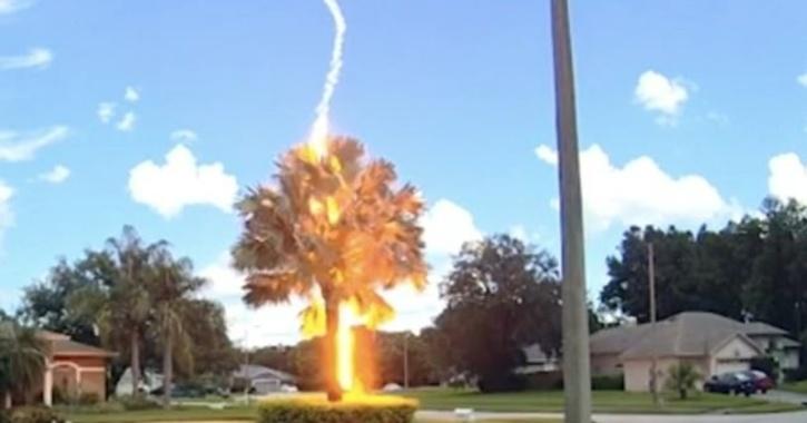 Freak Weather Lightning Strikes A Palm Tree On A Clear Day 