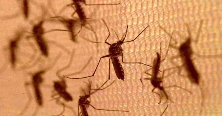 Mosquitoes, Covid-19 Transmission, Coronavirus Vectors, Covid-19 Research, Covid-19 News, Science News