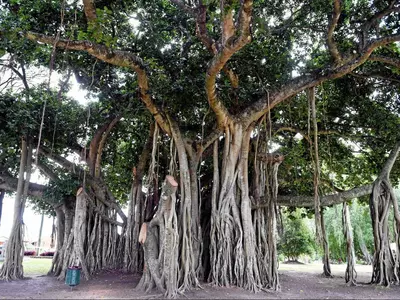 delhi sacred banyan tree