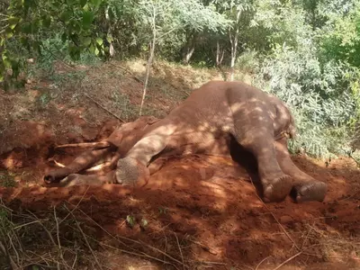  Arakanahalla, Mahadeshwara Hills Wildlife Sanctuary, Mahadeshwara Hills Wildlife Sanctuary Elephant, Karnataka Wildlife Department, Human Elephant Conflict  