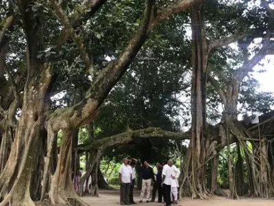 banyan tree assam