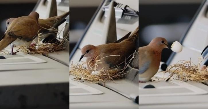 bird-nest-5f365a5318f1d Prince
