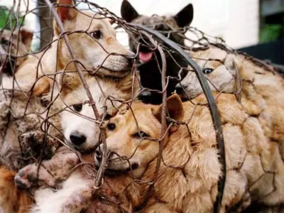 dogs animal cruelty