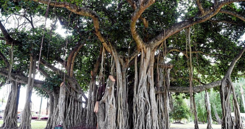 HC Comes To The Rescue Of 300-Year-Old Banyan Tree In Chandni Chowk ...