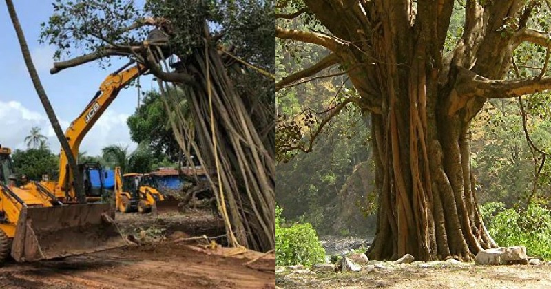 Crowd-Funding Of Around Rs 2 Lakh Helps Save Banyan Tree In Goa That's ...