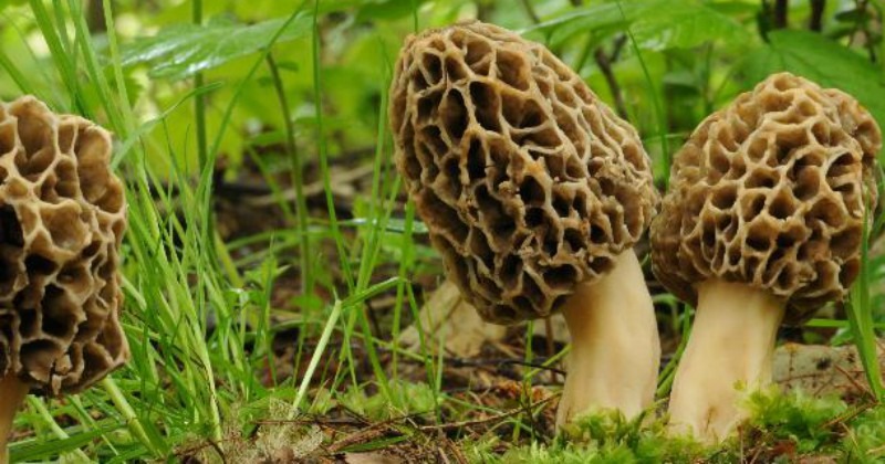 At Rs 30,000 A Kilogram, This Himalayan Mushroom Is The Most Expensive