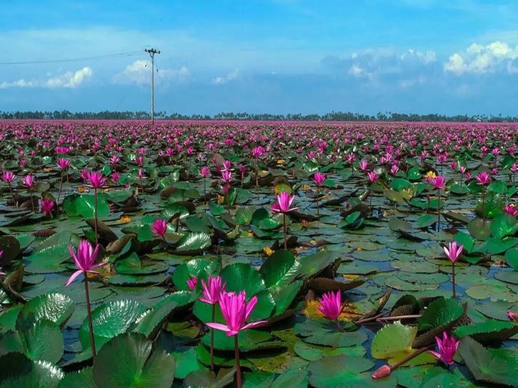 A Kerala Village With 100s Of Acres Of Water Lilies Won't Have Visitors