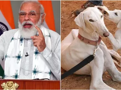 narendra modi, indian dogs