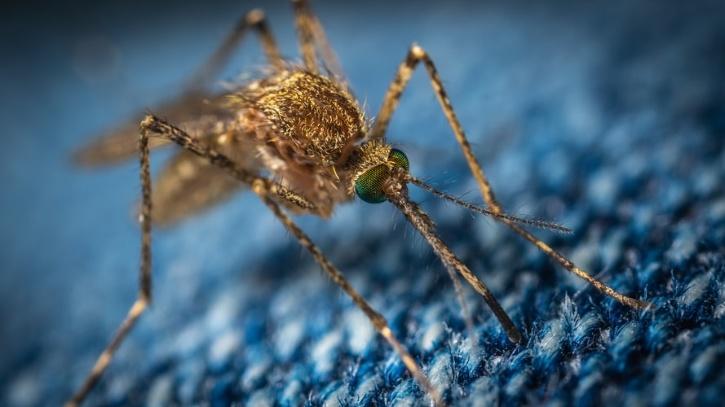 mosquitoes are being genetically modified