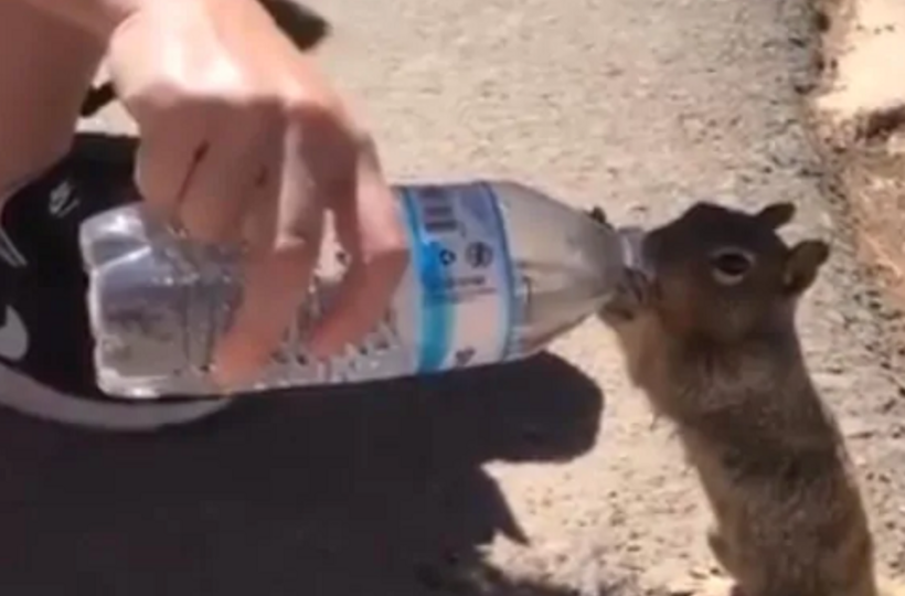 Video: Man Offers Water To A Squirrel