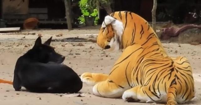 Viral YouTube Video Pranking Animals With A Fake Tiger