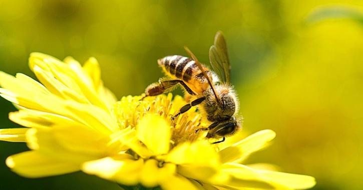 Guess What Honey Bees Use To Repel Giant Hornet Invaders? Chicken Poop ...