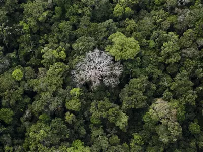 Rainforest Trees Are Dying Twice As Fast As They Did Before Due To Climate Change