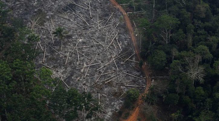 Amazon Rainforests Will Die By 2064, Due To Deforestation And Climate ...