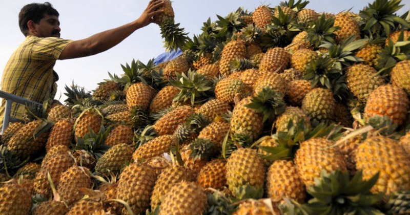 Kerala's 'Pineapple Town' Sends Truckload Of Their Fruits To The