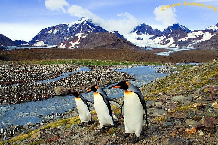 penguins chasing butterfly video 