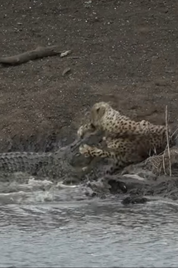 Terrifying Video Shows Crocodile Pouncing On Cheetah, Dragging It Into The Water Terrifying Video Shows Crocodile Pouncing On Cheetah, Dragging It Into The Water