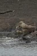 Terrifying Video Shows Crocodile Pouncing On Cheetah, Dragging It Into The Water