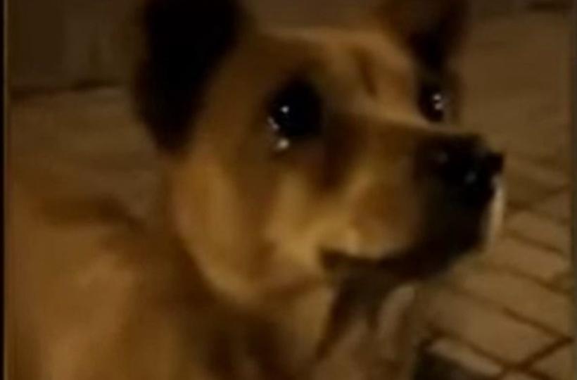 Why Is My Puppy Crying Tears