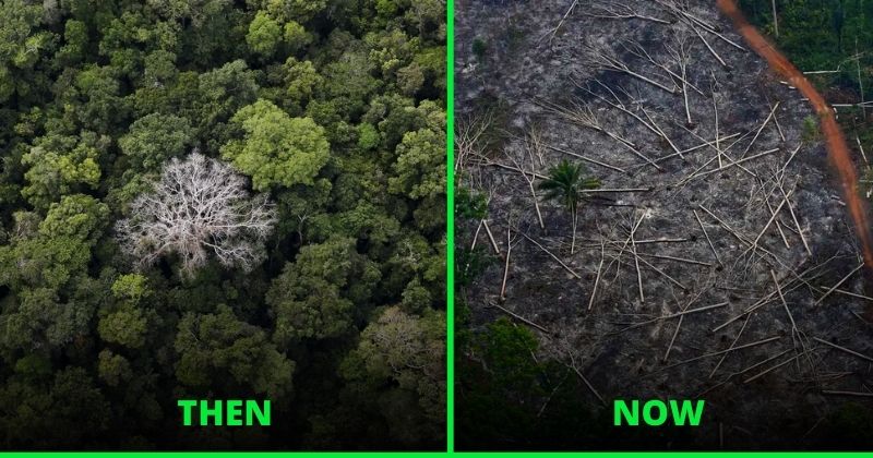 Amazon Rainforests Will Die By 2064, Due To Deforestation And Climate ...