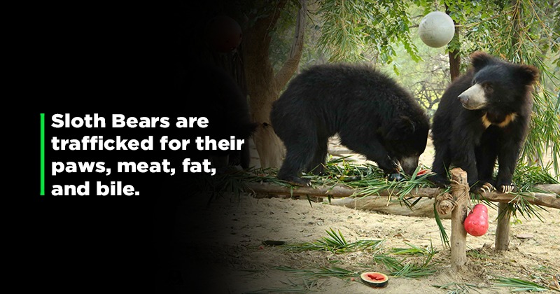 Rescued From Illegal Wildlife Trafficking, These Sloth Bears Are Slowly