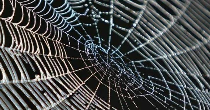 Scientists Find Spiders Forming Webs Inside Space Station In Zero