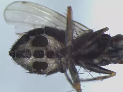 Flies Turn Into Zombies When Infected By These Fungi Species, Scientists Discover