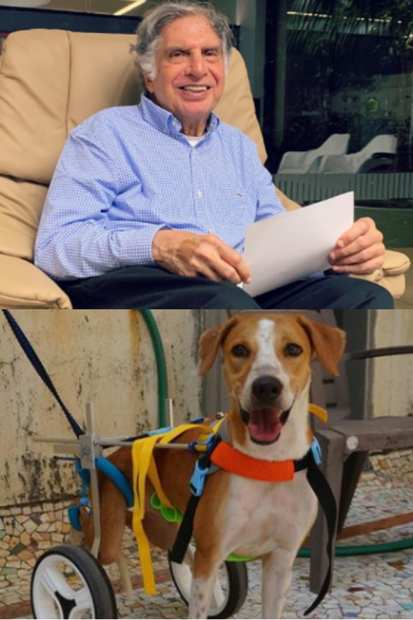 Ratan Tata's Heartwarming Post On Instagram To Find A Home For 'Sprite'