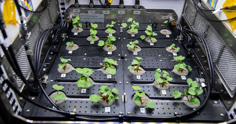 NASA Grows Radishes In Space In Pursuit Of Food For Future Astronauts - India Times