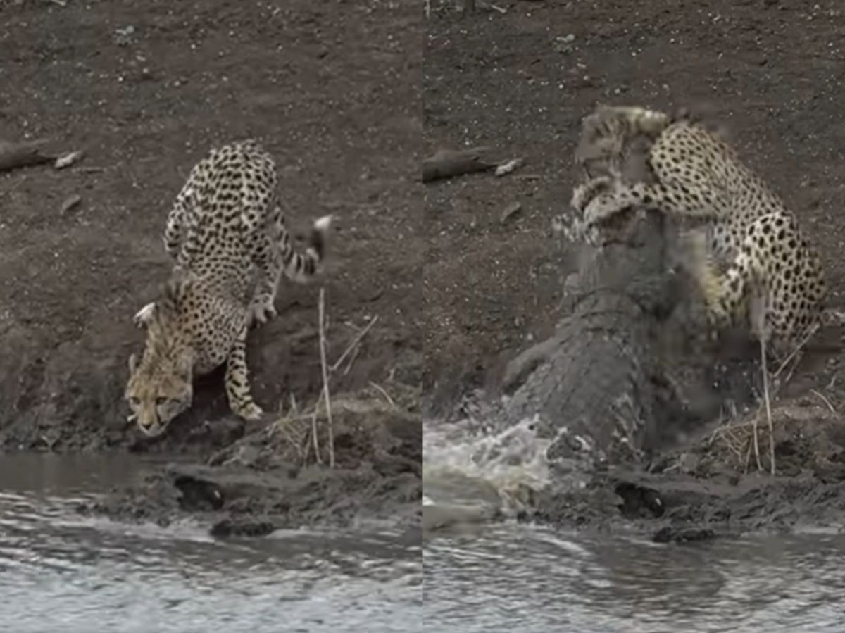 Video Crocodile Attacks Cheetah Drags It Into The Water [ 899 x 1200 Pixel ]