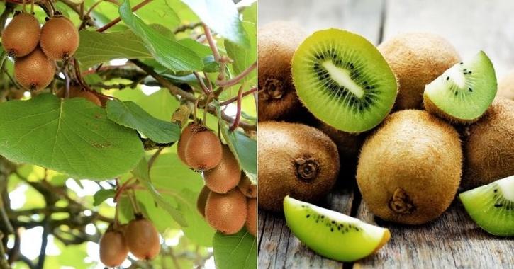 kiwi